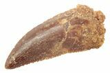 Serrated, Raptor Tooth - Real Dinosaur Tooth #238534-1